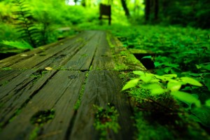 natural-727442_1280