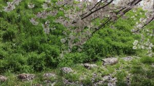 桜の花びらが地面に落ちてキレイ