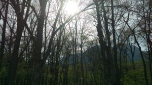 戸隠の山中の写真・緑