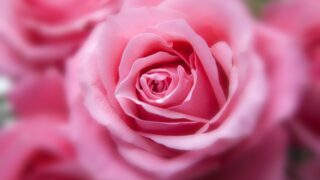 ピンクのバラ。花言葉は感謝
