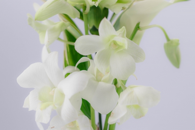 白いデンファレの花・１０月２６日の誕生花