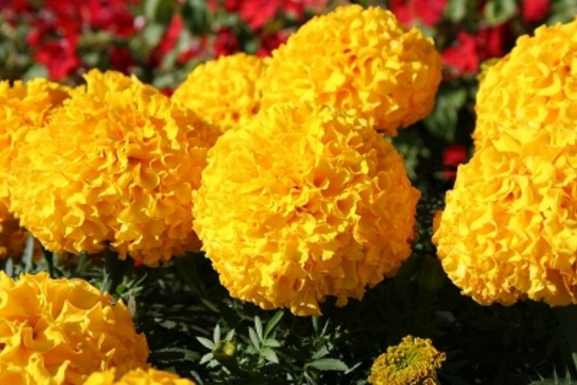 アフリカンマリーゴールド（センジュギク）１０月２８日の誕生花