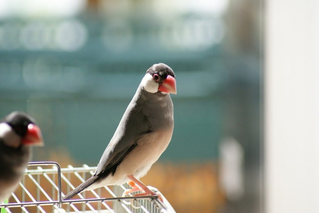 文鳥のイメージ画像
