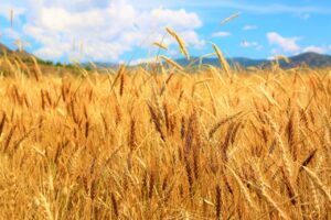 収穫時期の小麦の小麦の画像