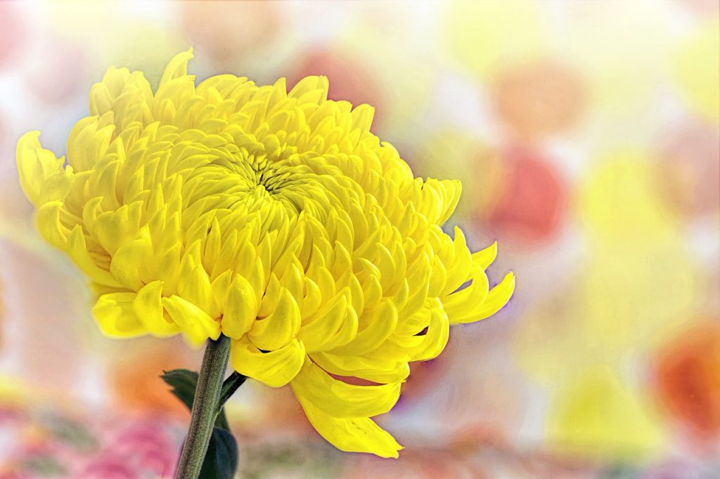 黄色い菊の花の画像