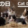 【猫の日】日本は２月２２日！世界猫の日は８月８日・ヨーロッパ・アメリカ・ロシアに
