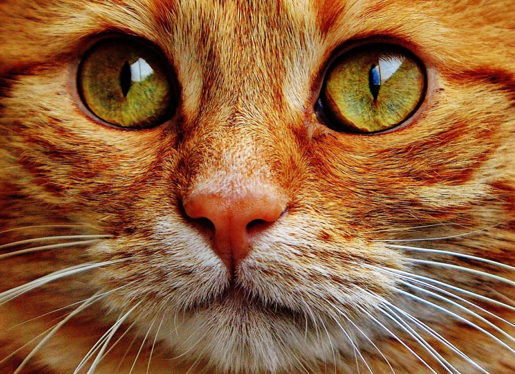 猫の目。キャッツアイ