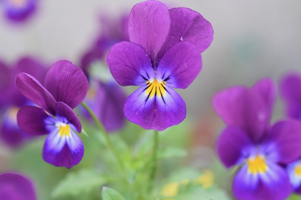 アイオライト・菫青石の名前の由来となっているスミレの花