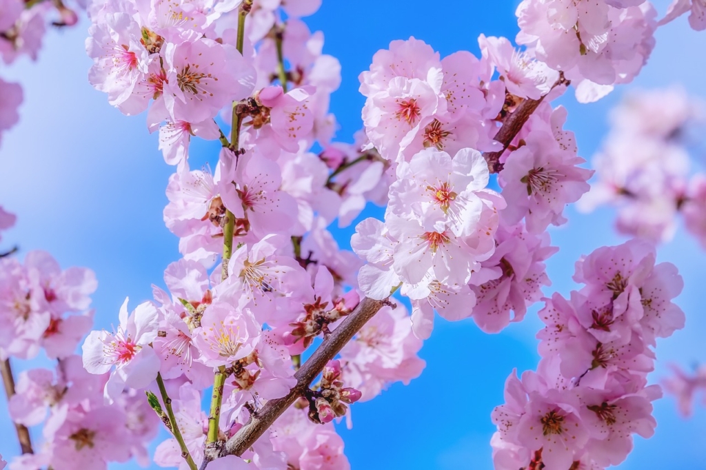 ピンク色の桜の花・4月の誕生石にモルガナイトが選ばれた由来
