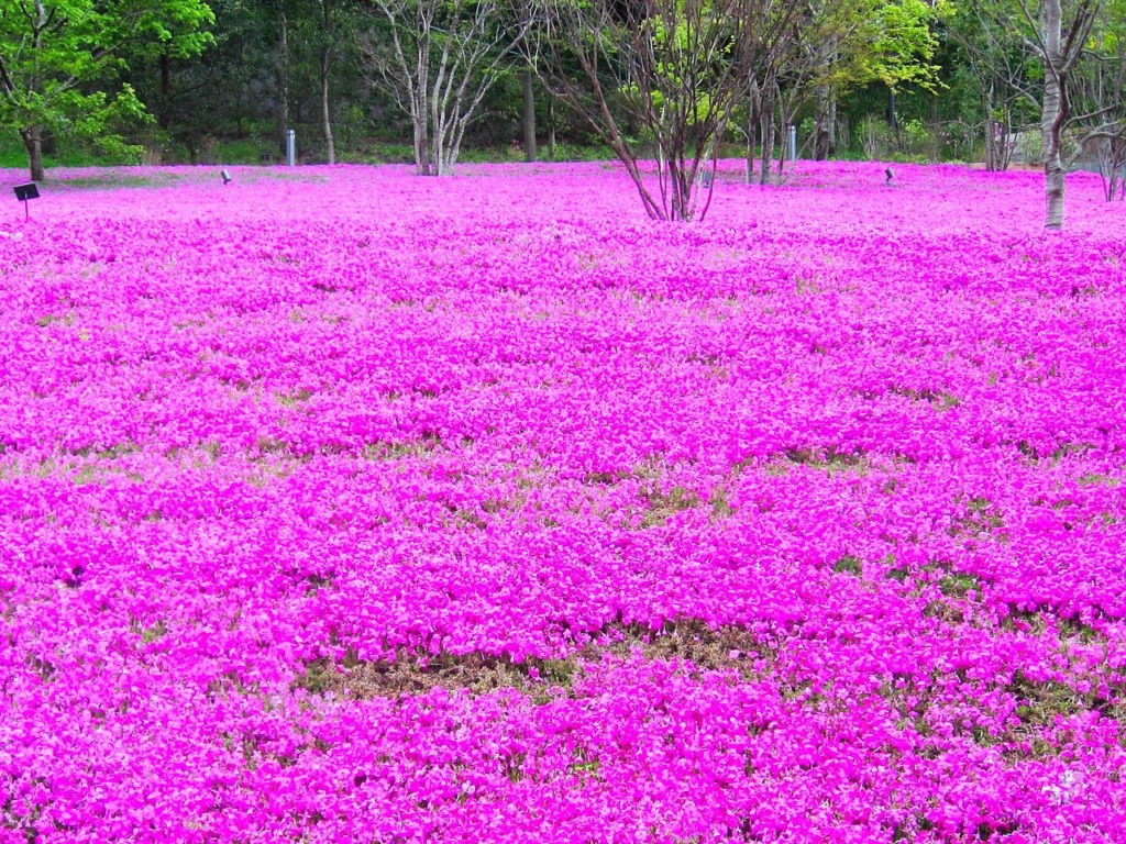 シバザクラの花が咲き乱れてピンク色の絨毯のように見える風景
