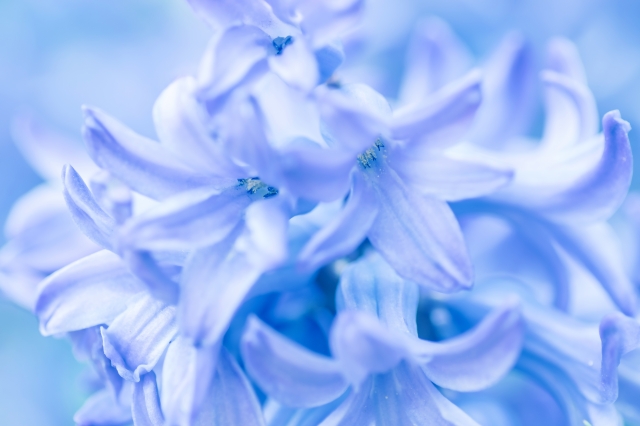 ジルコンの和名のものになった、青いヒヤシンスの花