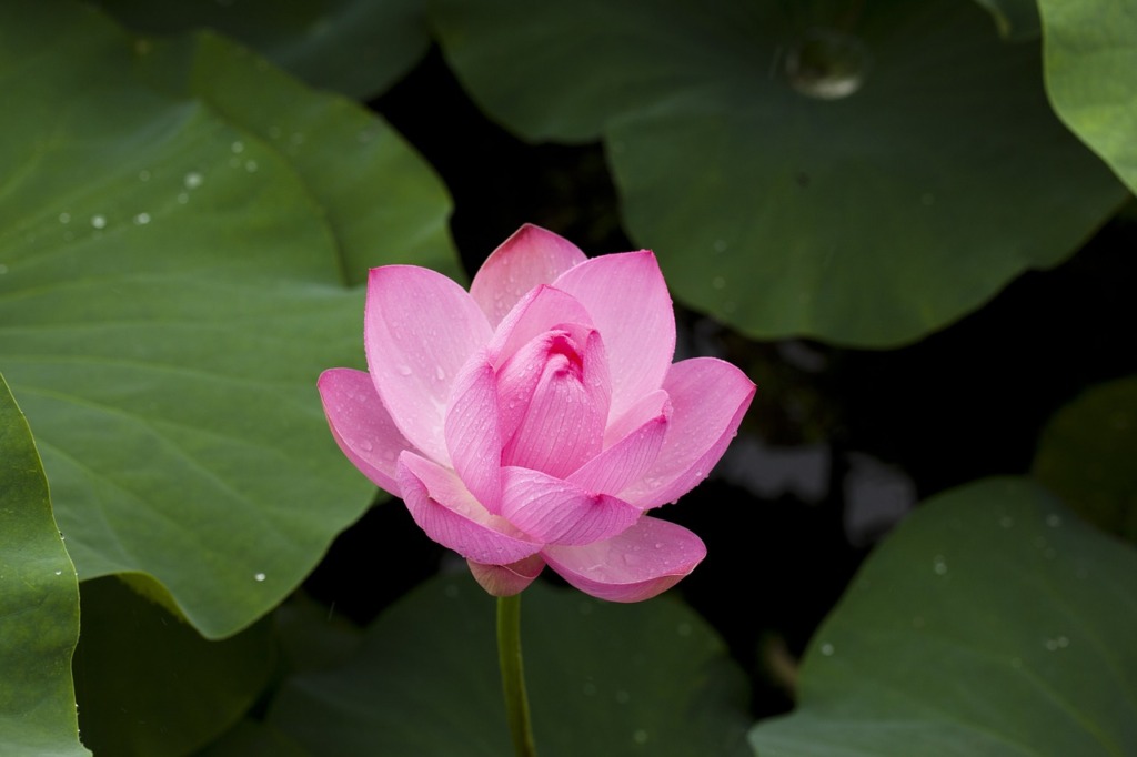ピンク色の蓮の花・パパラチアサファイアの名前の由来になった花の色