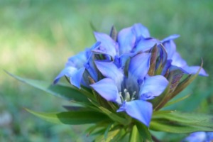 リンドウ（竜胆）の花